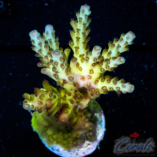 EC Hellblade Acro NEW