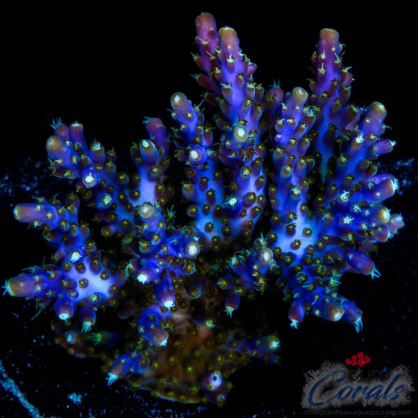 EC Blue Candle Acro XL