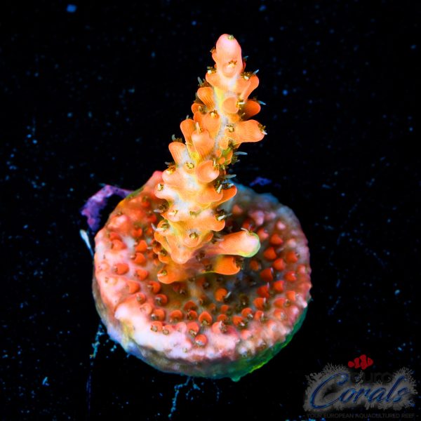 EC Super Orange Tangerine Dream Acro LIMITED