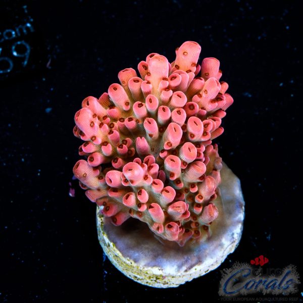 EC Akil’s Rainbow Bo-Katan Acro NEW (Ruby Red)