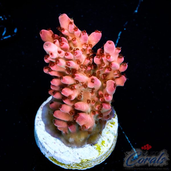 EC Akil’s Rainbow Bo-Katan Acro NEW (Ruby Red)