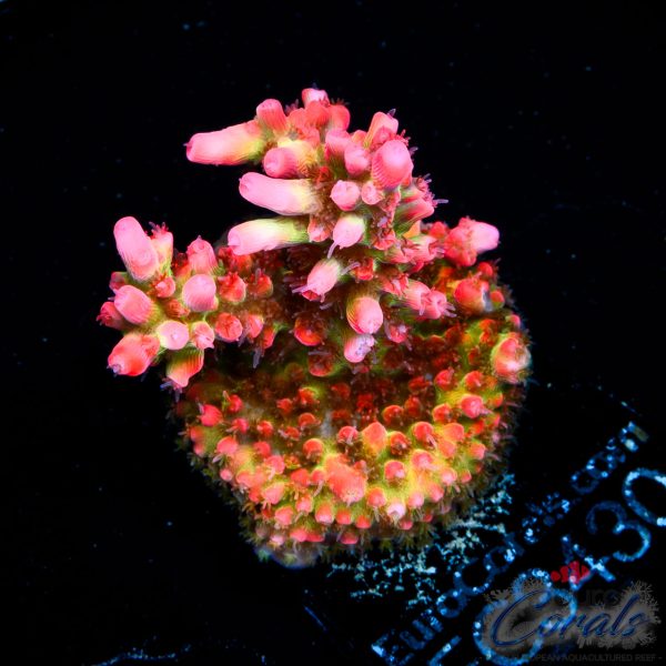 EC Akil’s Super Raspberry Acro