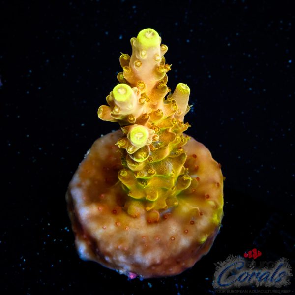 EC Akil’s Golden Jawdropper Acro