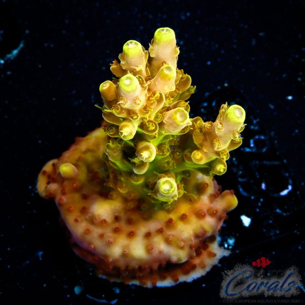 EC Akil’s Golden Jawdropper Acro