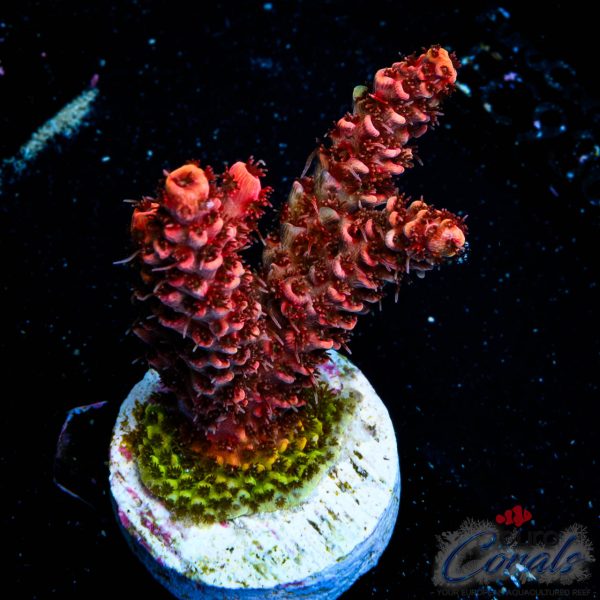 EC Akil’s Red Torch Acro NEW EX