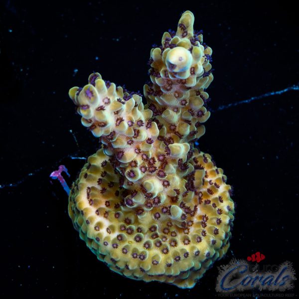 EC Rainbow Blueberry SSC Acro