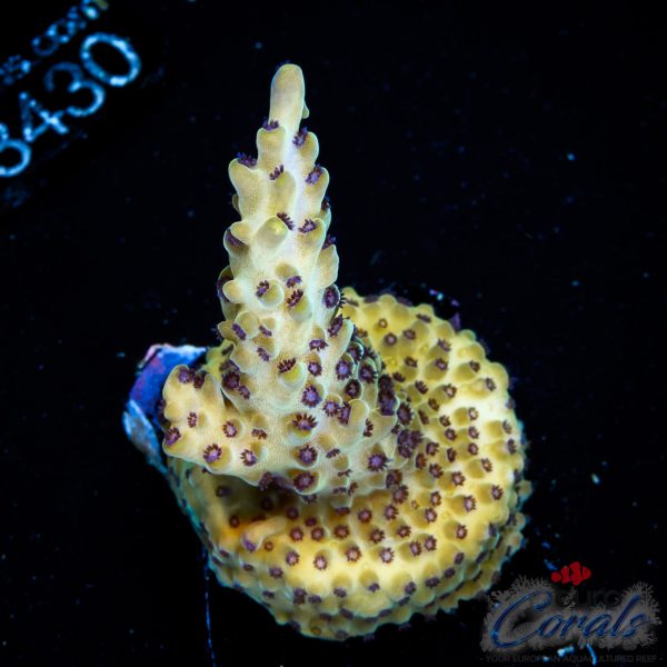 EC Rainbow Blueberry SSC Acro