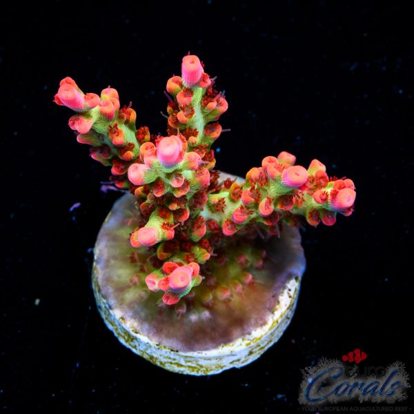 EC Red Devils Acro EX