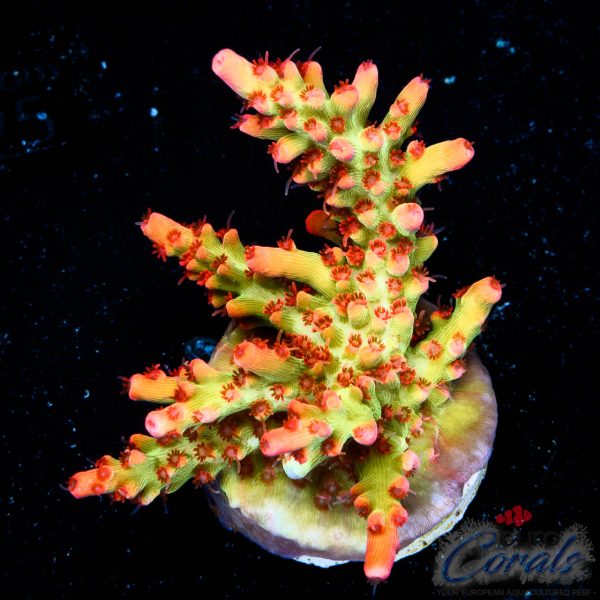 EC Red Devils Acro EX