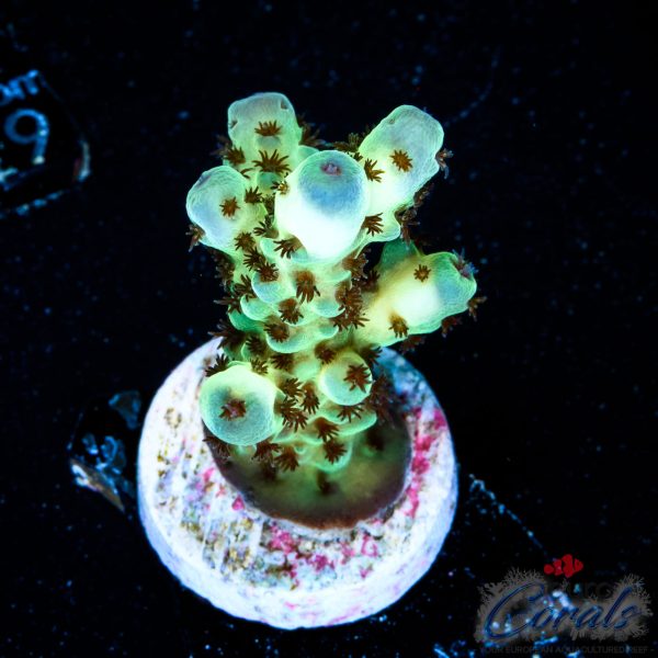 EC Cookie Monster Sarmentosa