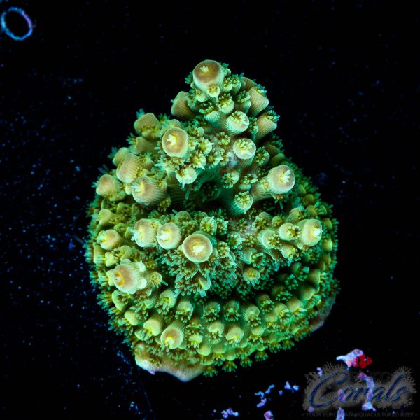 EC Red Hot Hat Digit Acro