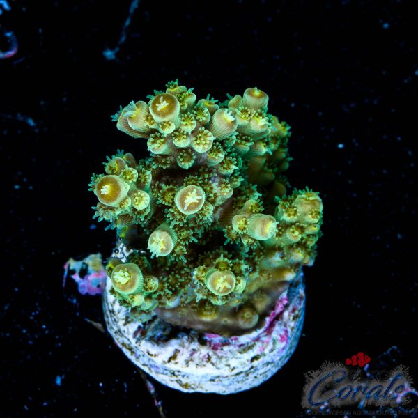 EC Red Hot Hat Digit Acro