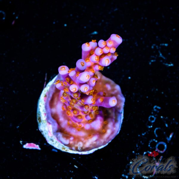 EC Fireworks Acro EX