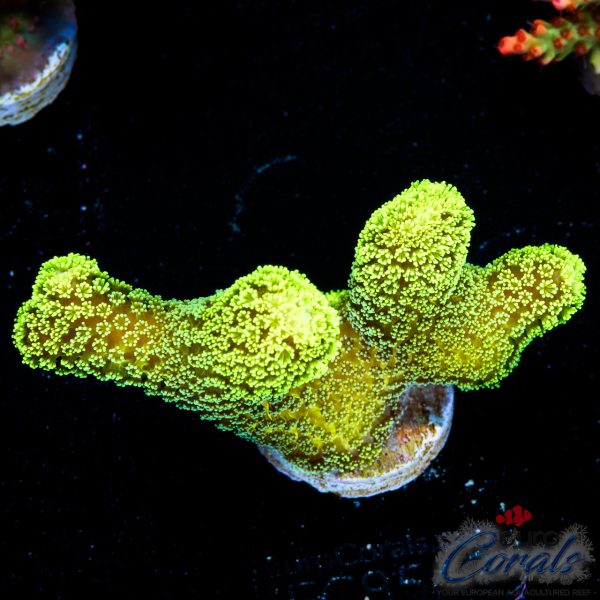 EC Sparkling Stars Stylo