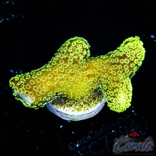 EC Sparkling Stars Stylo