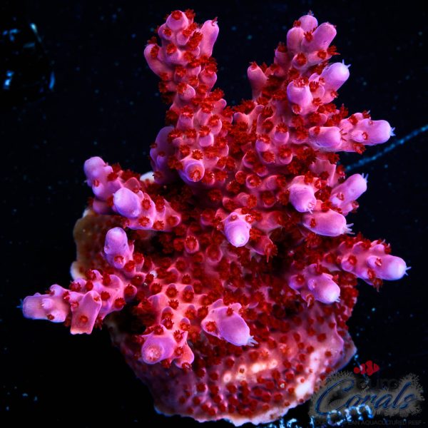 EC Purple Night Fury Acro EX (red/blue tipped) XL