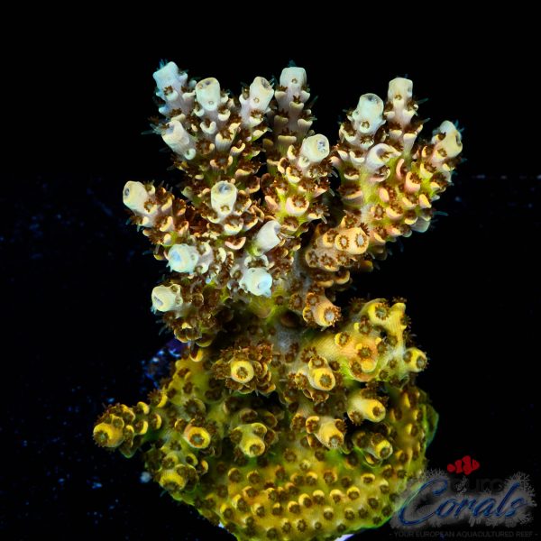 EC Mellow Yellow Acro NEW