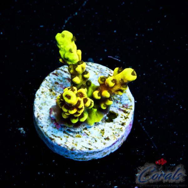 EC Super Yellow Wolverine Acro NEW