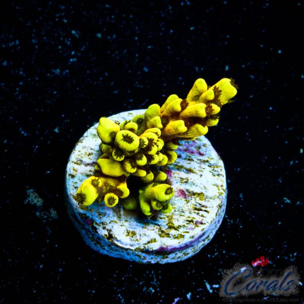 EC Super Yellow Wolverine Acro NEW