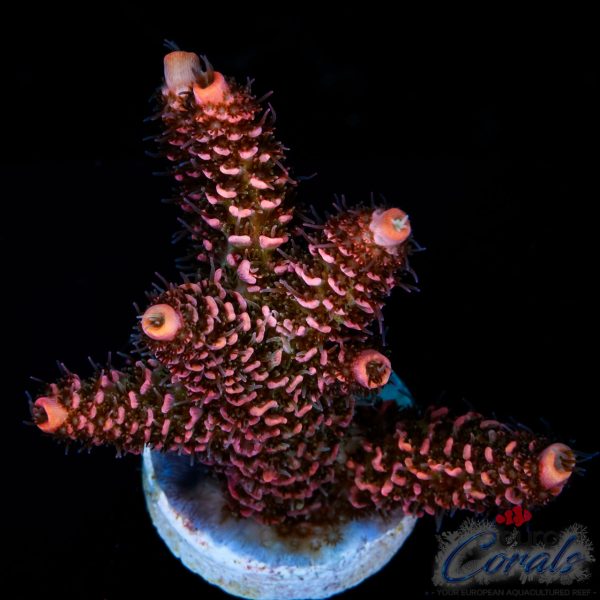 EC Zazzy Frill Rainbow LP Mille