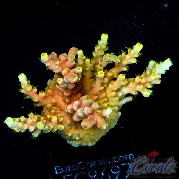 EC Akil’s CandyLand Acro EX XL