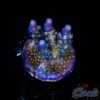 EC Nebula Super Blue Yellow Polyps Acro