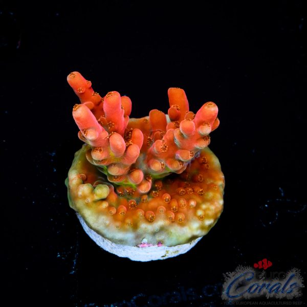 EC Akil’s Flamethrower Acro EX