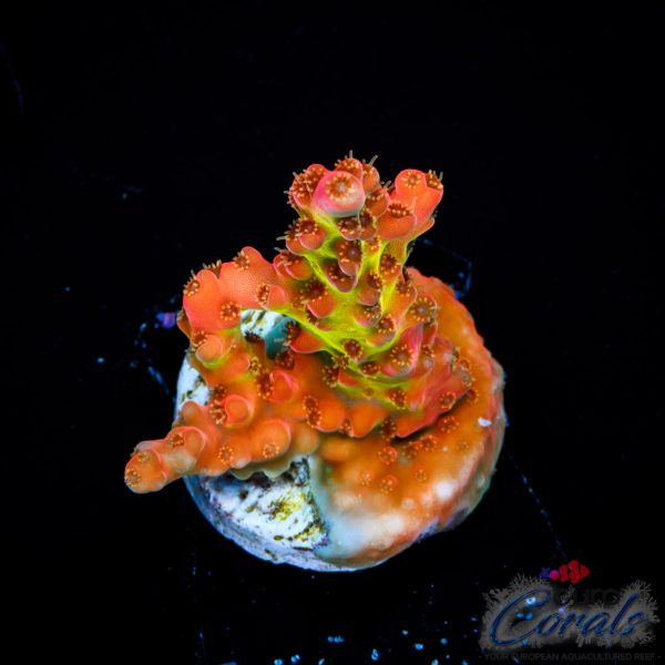 EC Akil’s Flamethrower Acro EX