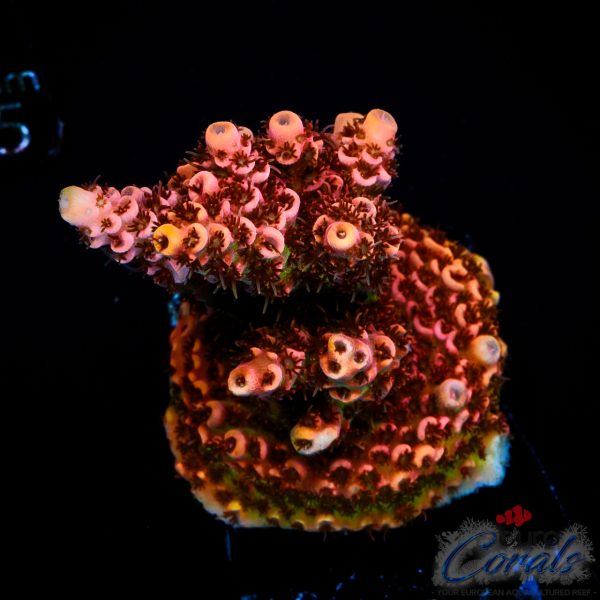 EC Jack Sparrow Acro NEW EX