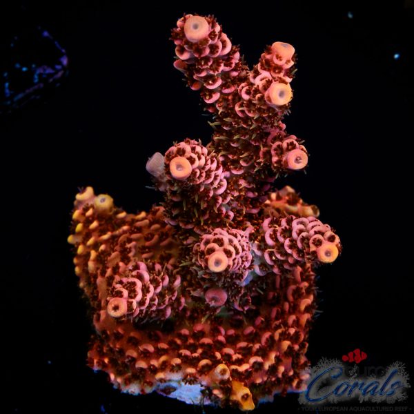 EC Jack Sparrow Acro NEW EX