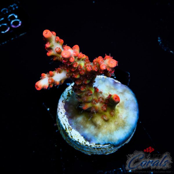 EC Bonsai Hyperberry SC Acro