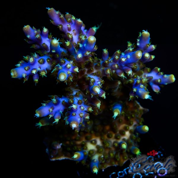 EC Blue Candle Acro XL