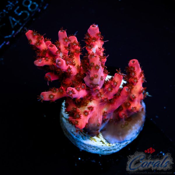 EC Red Angry Bird Acro NEW