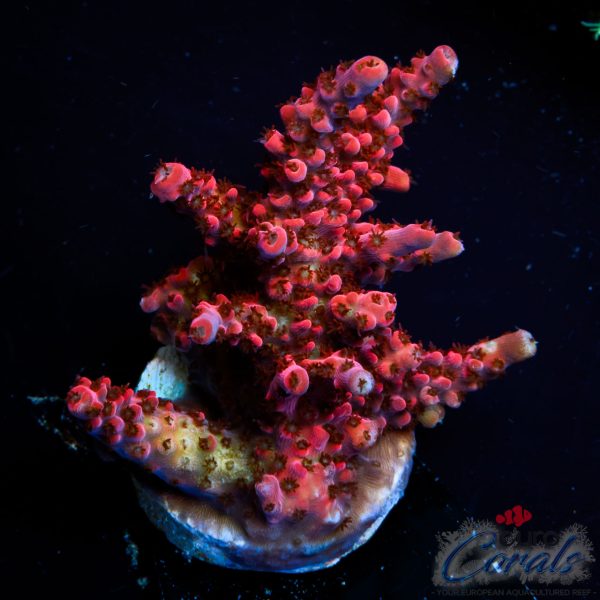 EC Red Angry Bird Acro NEW