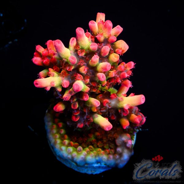 EC Akil’s Super Raspberry Acro