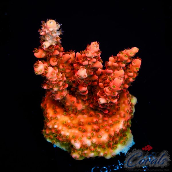 EC Akil’s Mango Flamingo Acro