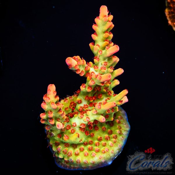 EC Red Devils Acro EX