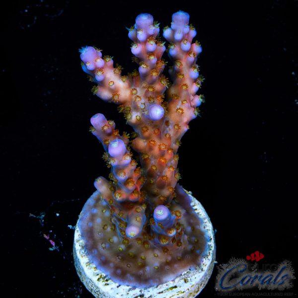 EC Rainbow Eurora Split Acro NEW EX