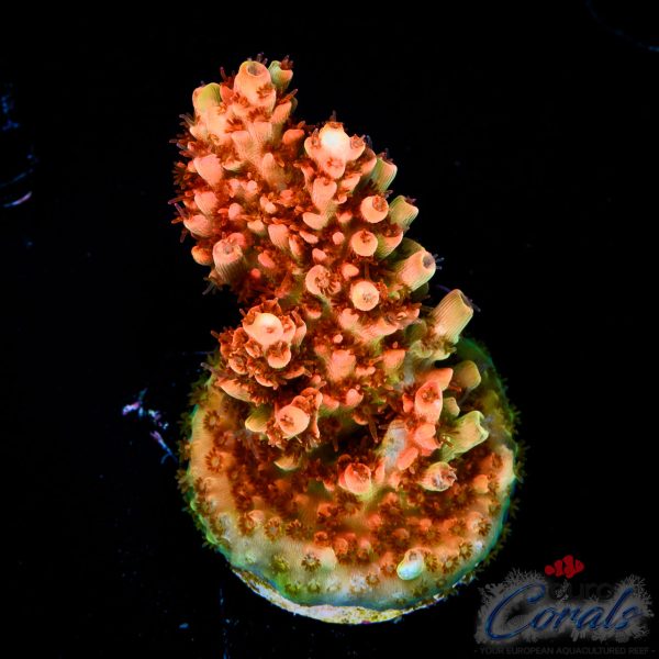 EC Super Orange Table Acro