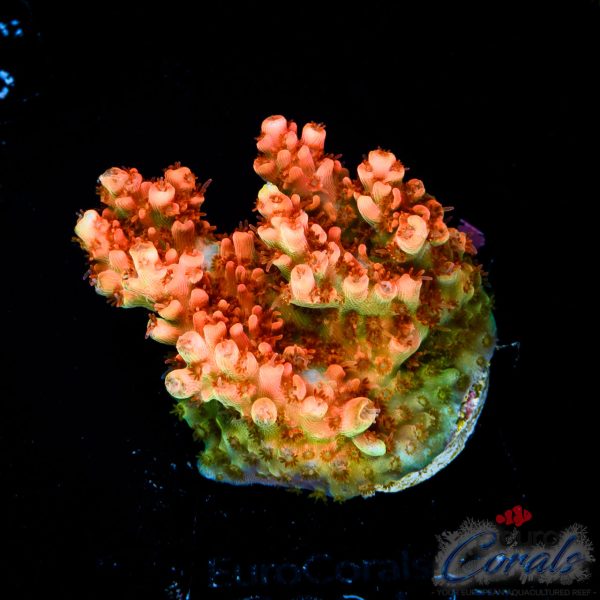 EC Super Orange Table Acro