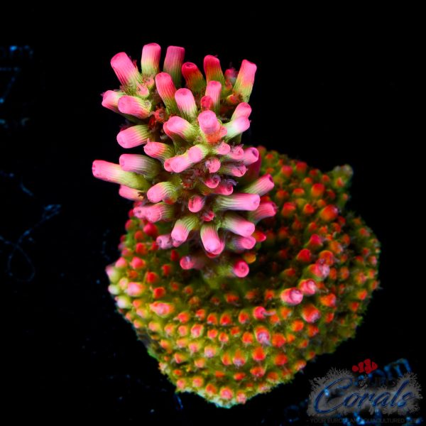 EC Akil’s Super Raspberry Acro