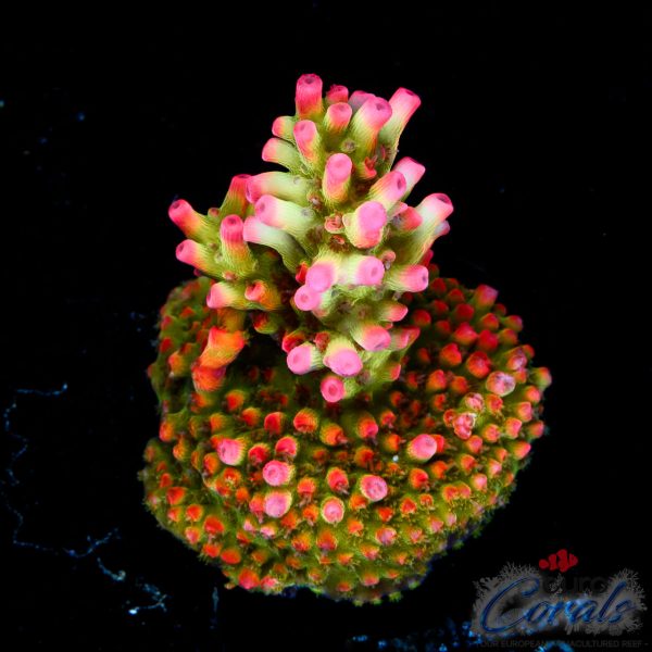 EC Akil’s Super Raspberry Acro