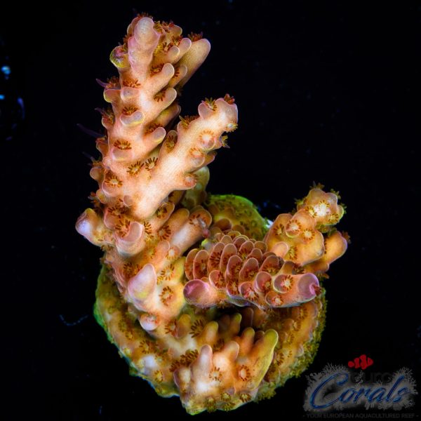 EC Rainbow Twizzler Acro EX