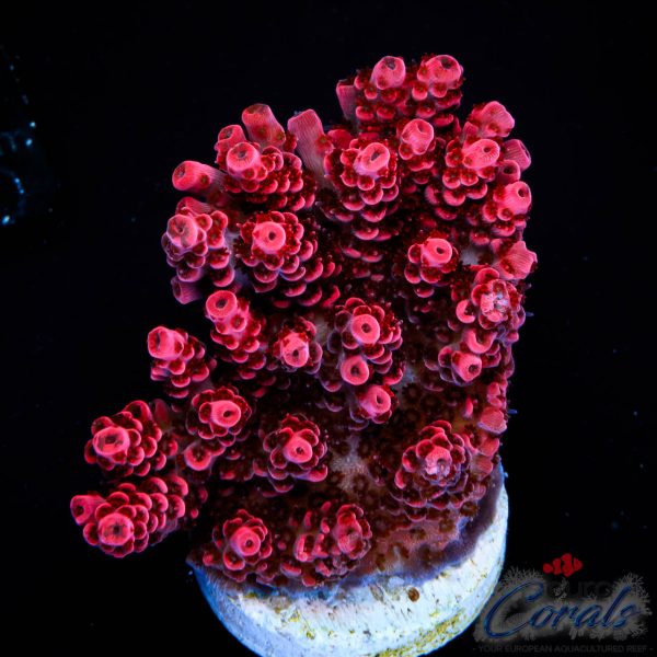 EC Akil’s Bleeding Angel Acro