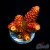EC On Fire Spathulata Acro EX
