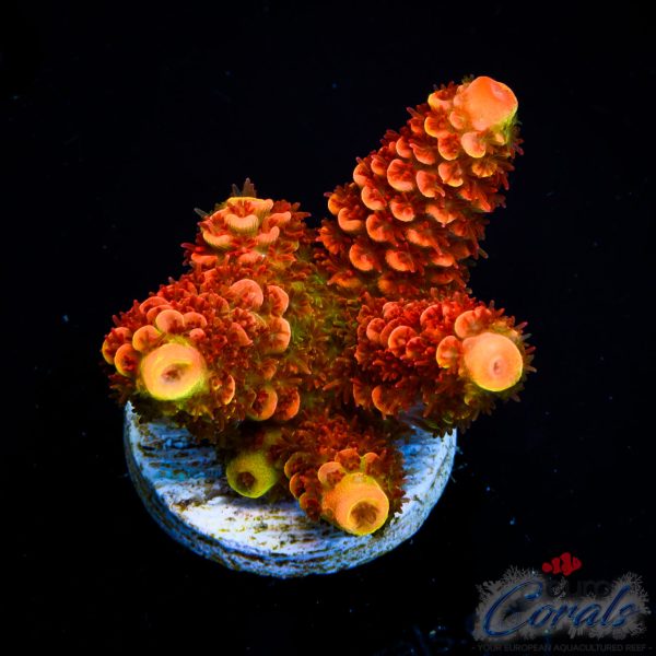 EC On Fire Spathulata Acro EX