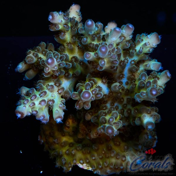 EC Purple Grapes Acro