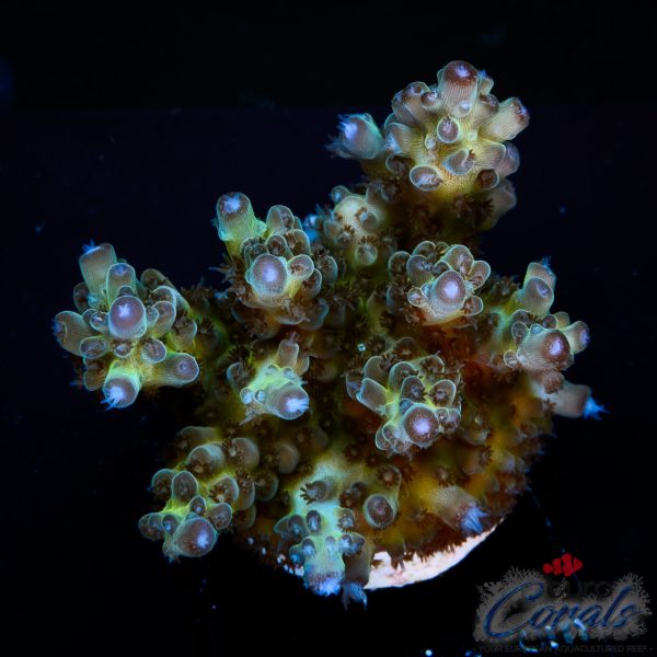 EC Purple Grapes Acro