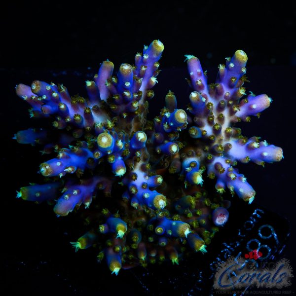 EC Blue Candle Acro XL