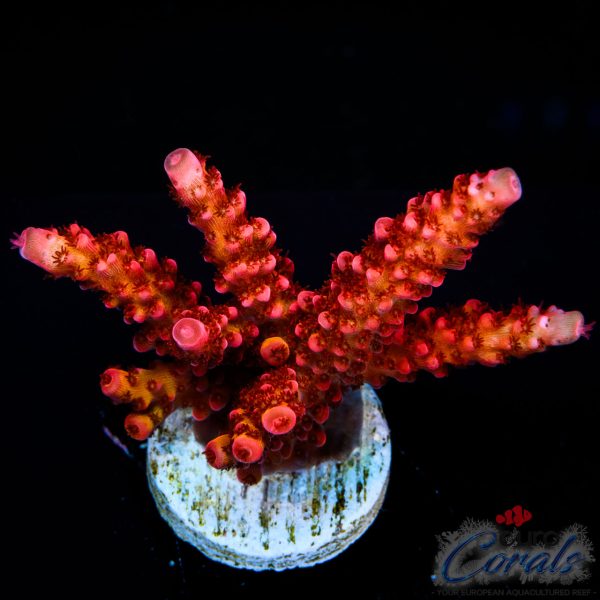 EC Akil’s DeadPool Acro NEW